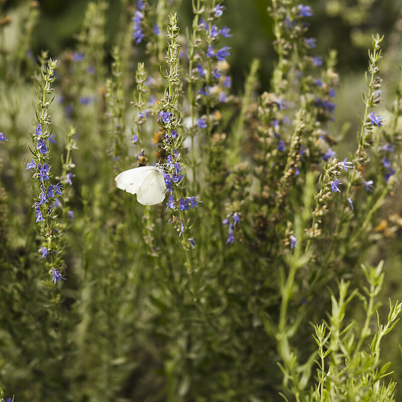 Onze natuurlijke moestuin