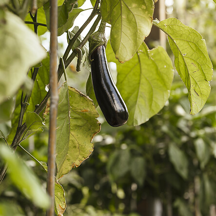 Une ferme biologique qui collabore avec la nature