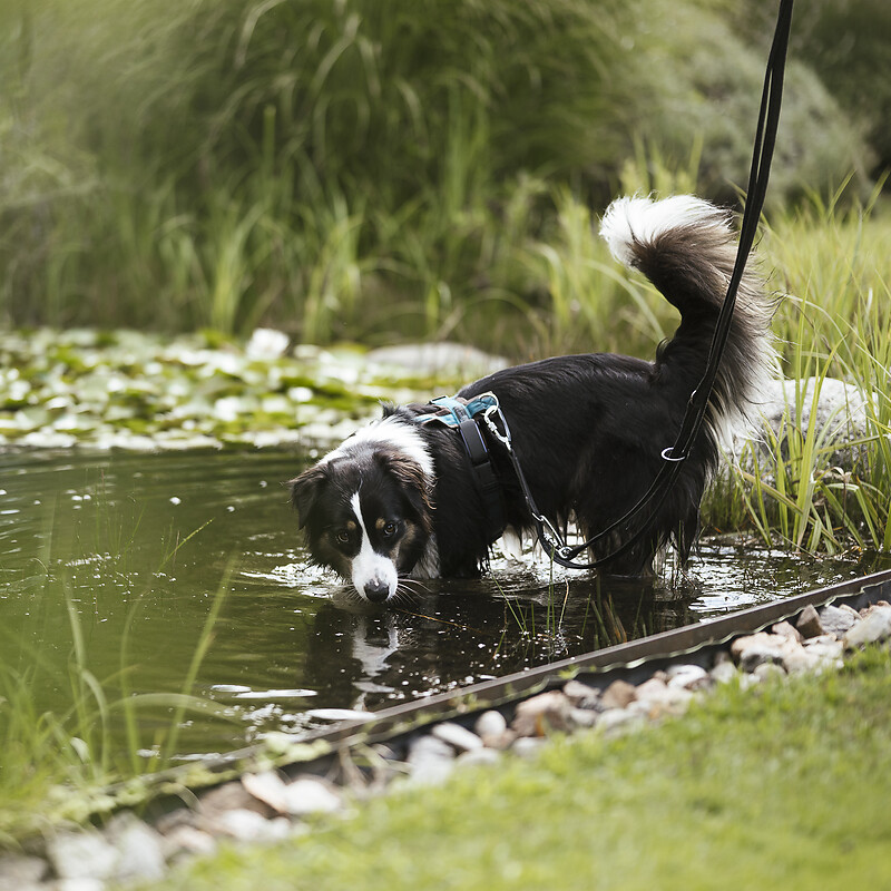 Included services for dogs