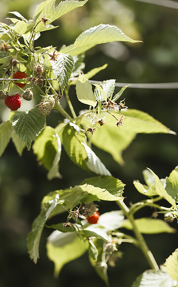 An organic farm that works in harmony with nature