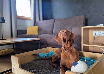 PRIOR DOG FRIENDLY Special – Ein besonderes Urlaubserlebnis für Sie und Ihren Vierbeiner