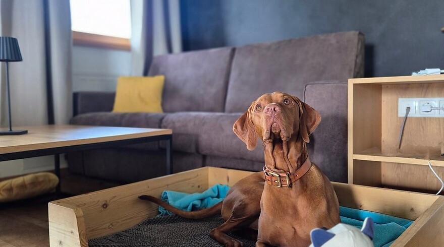 PRIOR DOG FRIENDLY Special – Ein besonderes Urlaubserlebnis für Sie und Ihren Vierbeiner
