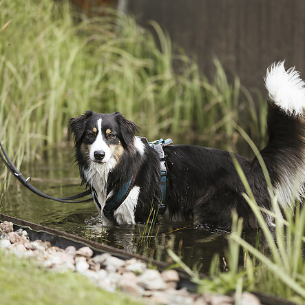 Unser Hundeschwimmteich und Hundeplatz