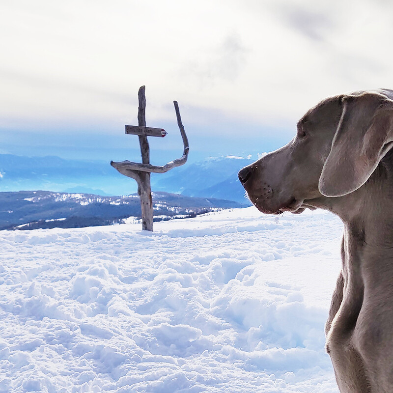 Winter auf vier Pfoten
